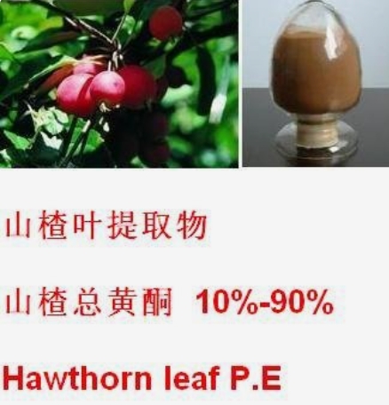 一种山楂总黄酮的提取浓缩工艺